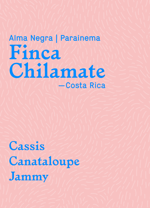 Little Wolf Coffee Finca Chilamate Parainema