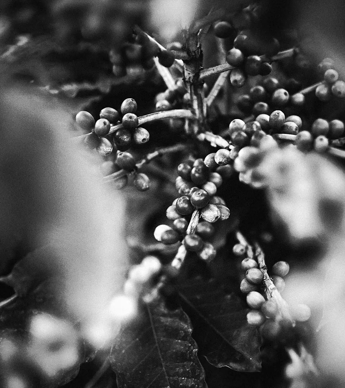 Coffee cherries ripening on a branch in Mirassol, Brazil, in black and white